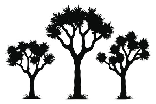 Joshua tree vector illustration 