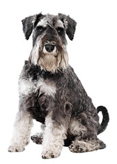 Beautiful, young Schnauzer sits proudly, showcasing its distinctive beard and expressive, smart eyes against transparent background. Concept of animals, domestic life, friendship and love, pet lover.