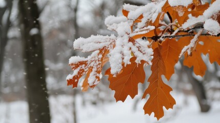 Frost-covered oak leaves on a branch in winter.