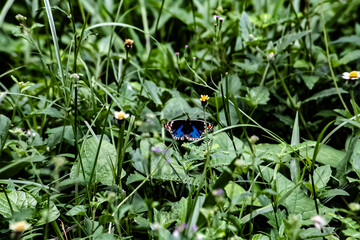 Butterfly close-up in spring garden