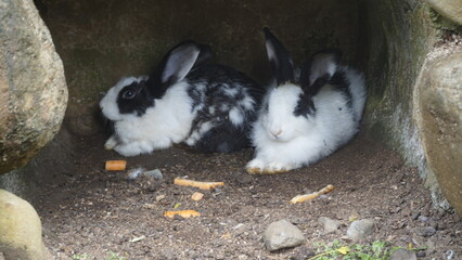 Two black and white rabbits are in a cage to take shelter from the rain in the amusement park
