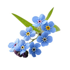Naklejka premium forgetmenot flowers isolated on white