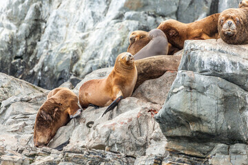 Fototapeta premium Unspoilt, wild nature in Patagonia in the Beagle Channel.