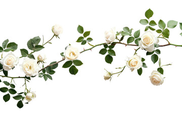 PNG Elegant white roses on vine