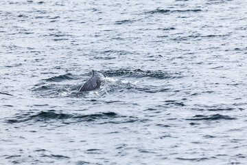 Fototapeta premium Unspoilt, wild nature in Patagonia in the Beagle Channel.