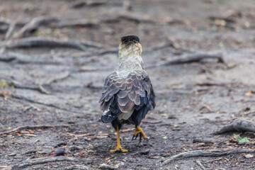 View of Los Glaciares National Park, El Chalten,Patagonia, Argentina.