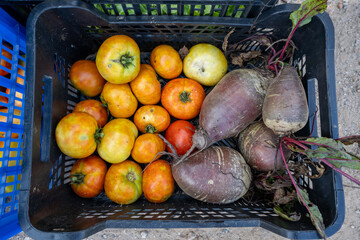 Ready-to-deliver organic products, tomatoes and beetroot, Salt, Girona