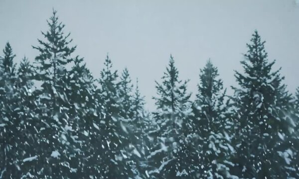 beautiful 3d view of snowfall in forest