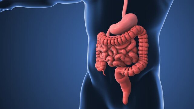 Anatomy of human body with digestive system