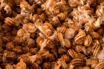 Grupo de caracoles de diferentes tamaños, comida tradicional