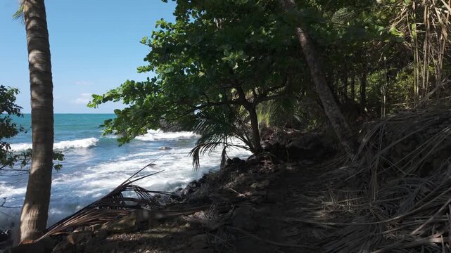 Tropical coastal trail lined with palm trees and lush greenery in Bastimentos Island, Panama