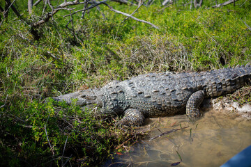 big mature crocodile is heating up under the strong tropical sun