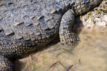 big mature crocodile is heating up under the strong tropical sun