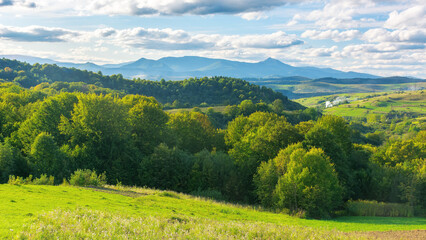 Fototapeta premium countryside of ukraine. sunny afternoon. autumn landscape in mountains. grassy field and forested rolling hills in september. rural scenery