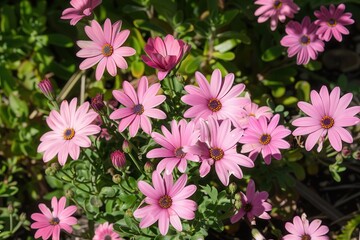 Obraz premium Pink Daisies in a Blooming Summer Garden