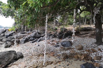 White seashells strung together into a mobile are attached to trees on the beach.