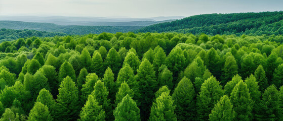 Fototapeta premium Serene nature background with lush green forests, trees