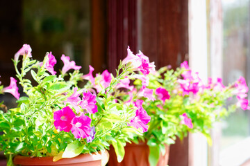 Beautiful, vibrant pink petunias beautifully arranged in pots placed elegantly by a window