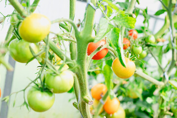 Vibrant Greenhouse Tomatoes Gradually Ripening on Their Vines, Showcasing Natures Bounty