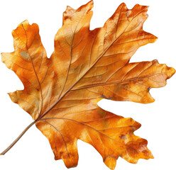 Fototapeta premium A single, crisp autumn leaf in shades of orange and brown, showcasing the intricate details of its veins.