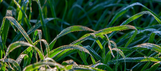 Green grass blades covered with dew drops a winter moning