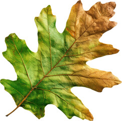 Fototapeta premium A single oak leaf with shades of green and brown, showcasing the transition from summer to fall.