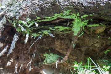 Intense green lichen attached to the roots of a pine tree