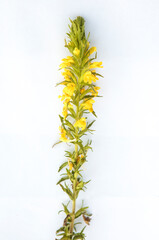 Parentucellia viscosa or yellow bartsia