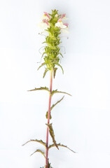 Bellardia trixago or nediterranean lineseed