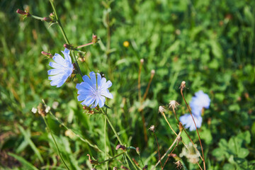  cykoria © Marcin Łazarczyk