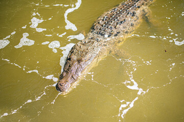 big mature crocodile is hiding in the water under mangrove growth ready to attack the pray