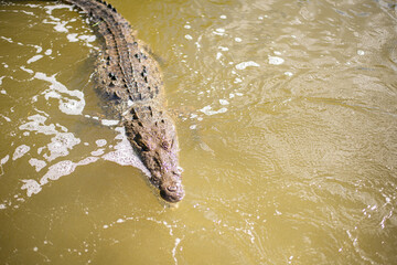 big mature crocodile is hiding in the water under mangrove growth ready to attack the pray