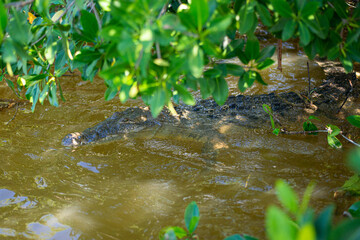 big mature crocodile is hiding in the water under mangrove growth ready to attack the pray