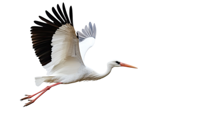 Stork transparent background