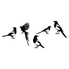 bird silhouette vector illustration ,Magpie silhouette on white background, Vector illustration, icon,  characters, Holiday t shirt, Hand drawn  illustration