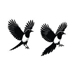 bird silhouette vector illustration ,Magpie silhouette on white background, Vector illustration, icon,  characters, Holiday t shirt, Hand drawn  illustration