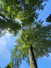 Fototapeta premium trees in the forest