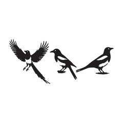 bird silhouette vector illustration ,Magpie silhouette on white background, Vector illustration, icon,  characters, Holiday t shirt, Hand drawn  illustration