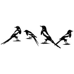 bird silhouette vector illustration ,Magpie silhouette on white background, Vector illustration, icon,  characters, Holiday t shirt, Hand drawn  illustration