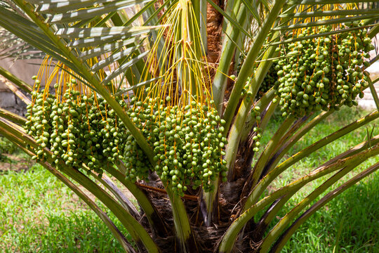 Bunch of dates on a date palm