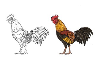 Image of a rooster. Rooster Sketch. Can be used as a book illustration. Illustrated rooster coloring book