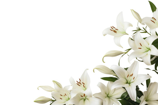 PNG Elegant white lily floral background