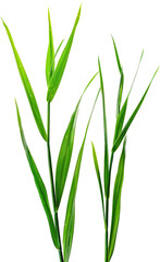 Close-up of vibrant green blades of grass, isolated against
