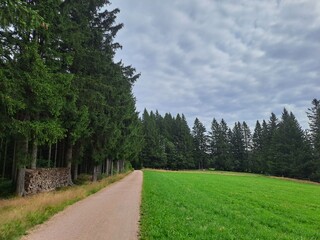 road in the forest