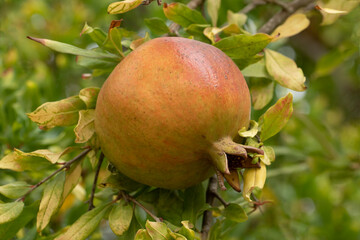 A pomegranate fruit ripening in summer