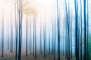 Serene forest with dreamy sky and foggy minimalist mood. Minimalist landscape conceptual image for backgrounds, ads or templates.