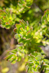 Outeniqua Mountains and fynbos, floral kingdom in South Africa.
