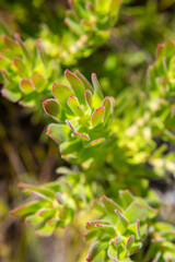 Outeniqua Mountains and fynbos, floral kingdom in South Africa.
