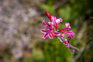 Outeniqua Mountains and fynbos, floral kingdom in South Africa.
