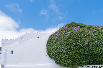 facade of a typical Lanzarote house with white walls and a creeper plant covering it with purple...